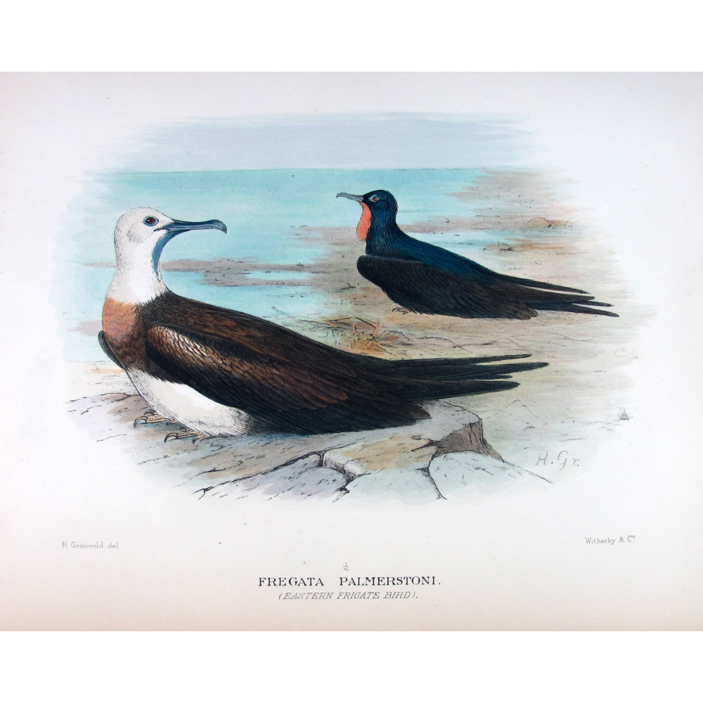 Eastern Frigate Bird by Grönvold – The Birds of Australia Eastern Frigate Bird by Grönvold – The Birds of Australia