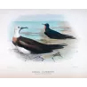 Eastern Frigate Bird (*Fregata Palmerstoni*) – Original lithograph by H. Grönvold, Mathews (1910–27)