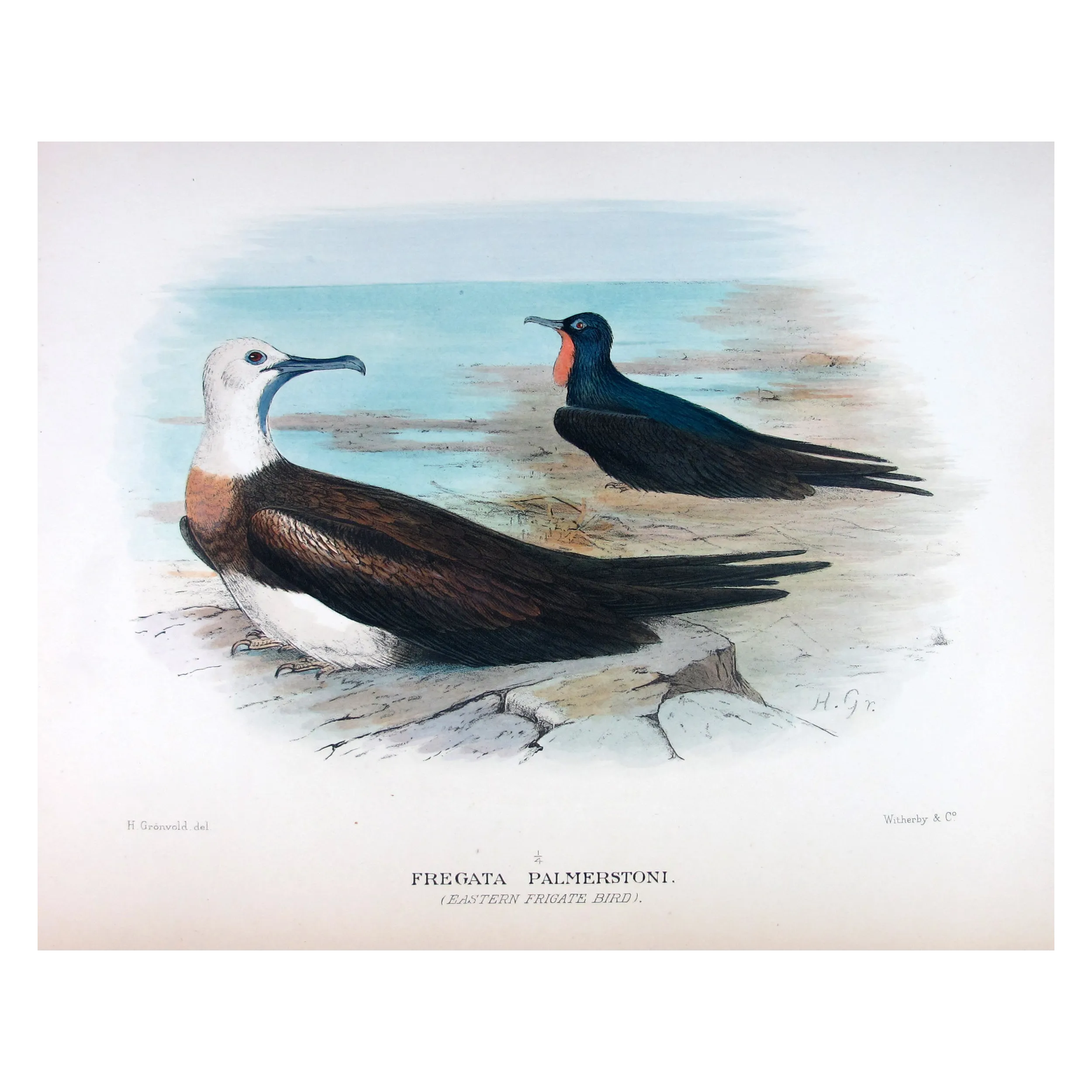 Eastern Frigate Bird by Grönvold – The Birds of Australia