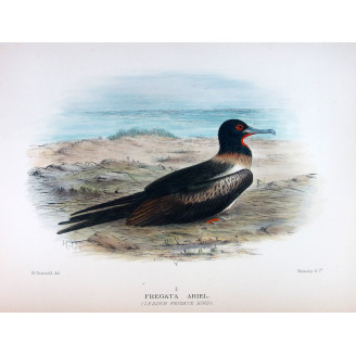 Lesser Frigatebird – Henrik Grönvold – The Birds of Australia
