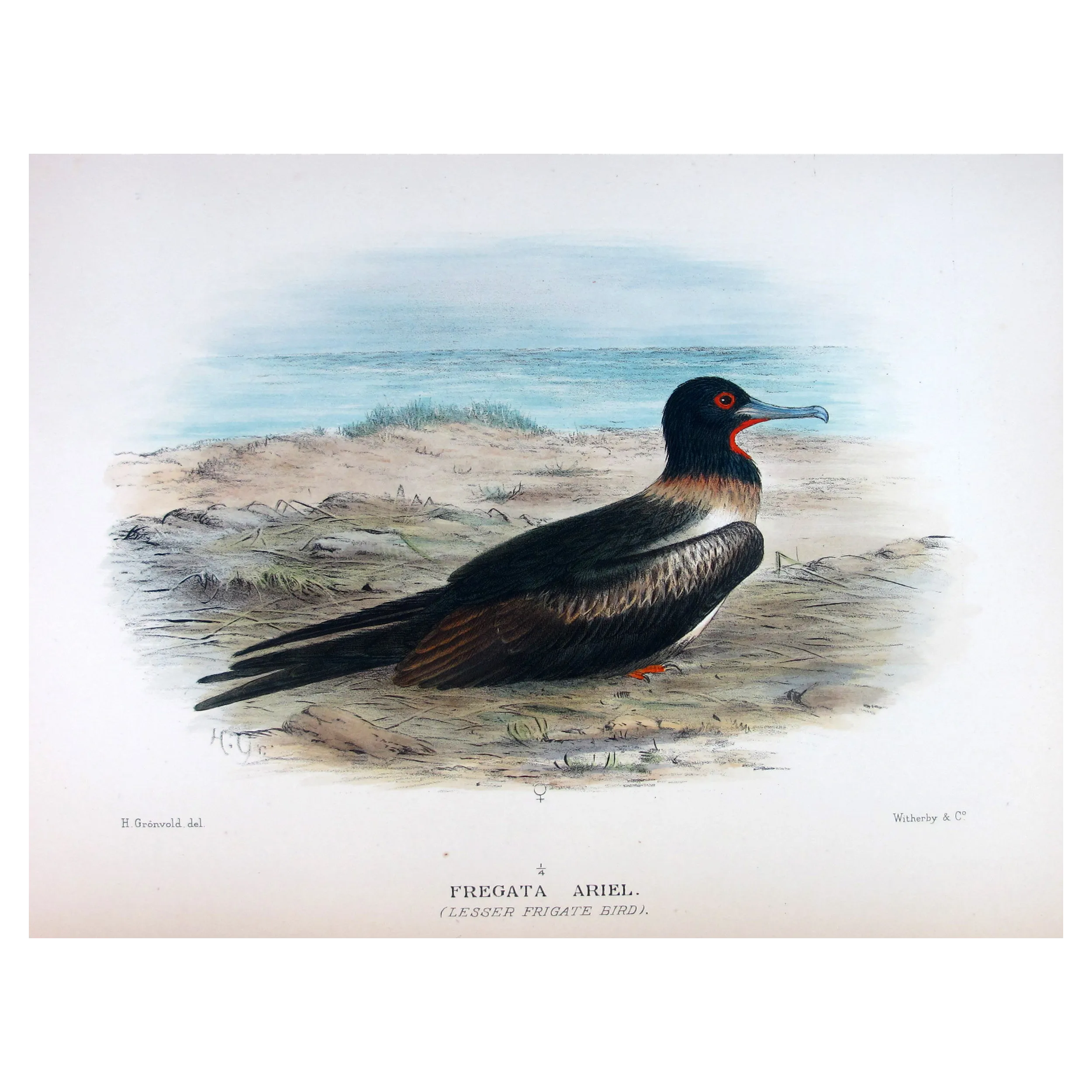 Lesser Frigatebird – Henrik Grönvold – The Birds of Australia