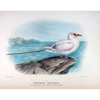 Australian Red-Tailed Tropic Bird – Henrik Grönvold – The Birds of Australia