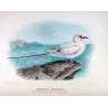 Australian Red-Tailed Tropic Bird (*Phaëthon westralis*) – Original lithograph by Henrik Grönvold, Mathews (1910–27)
