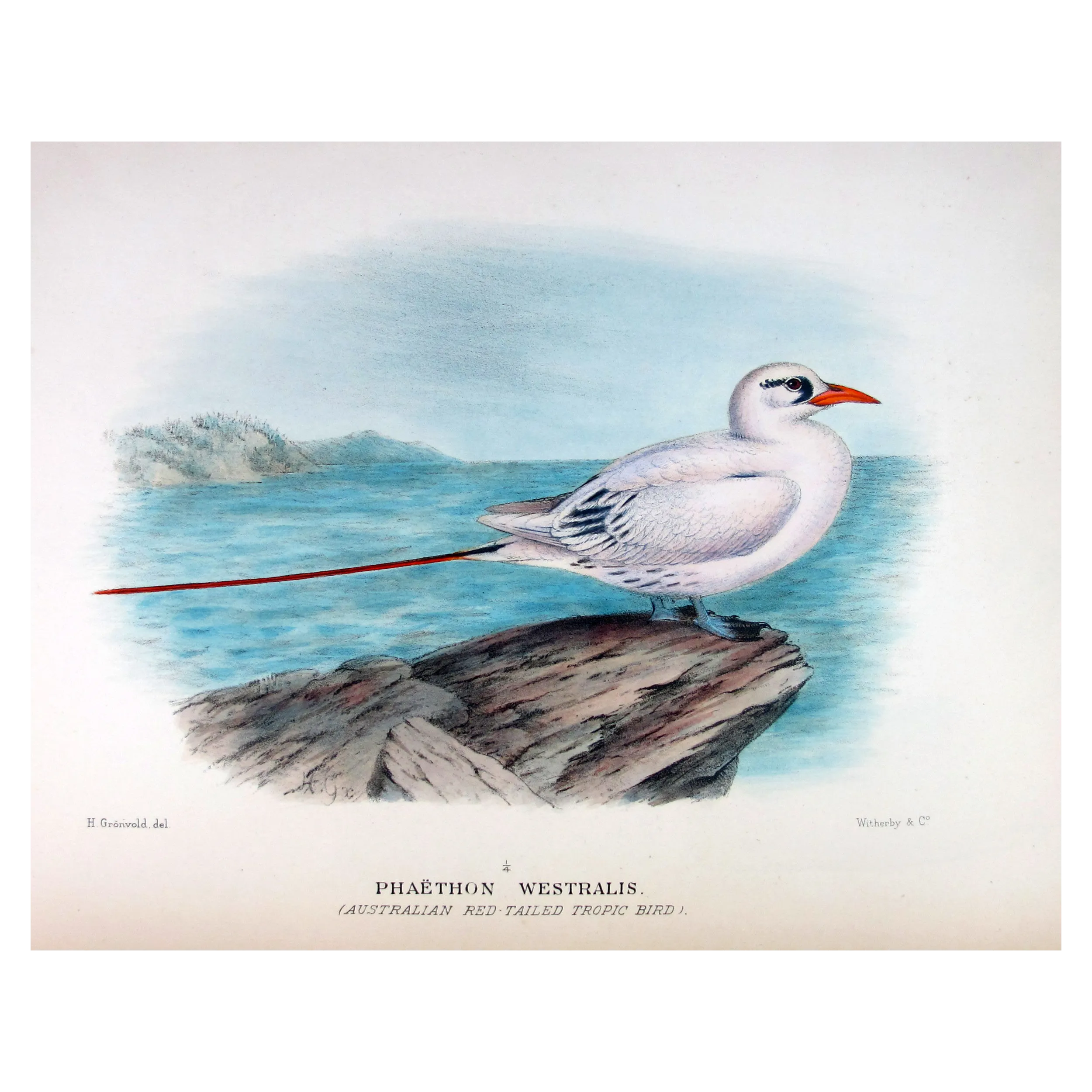 Australian Red-Tailed Tropic Bird – Henrik Grönvold – The Birds of Australia