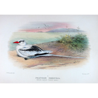 White-Tailed Tropic Bird – Henrik Grönvold – The Birds of Australia