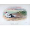 White-Tailed Tropic Bird (*Phaëthon dorothea*) – Original lithograph by Henrik Grönvold, Mathews (1910–27)