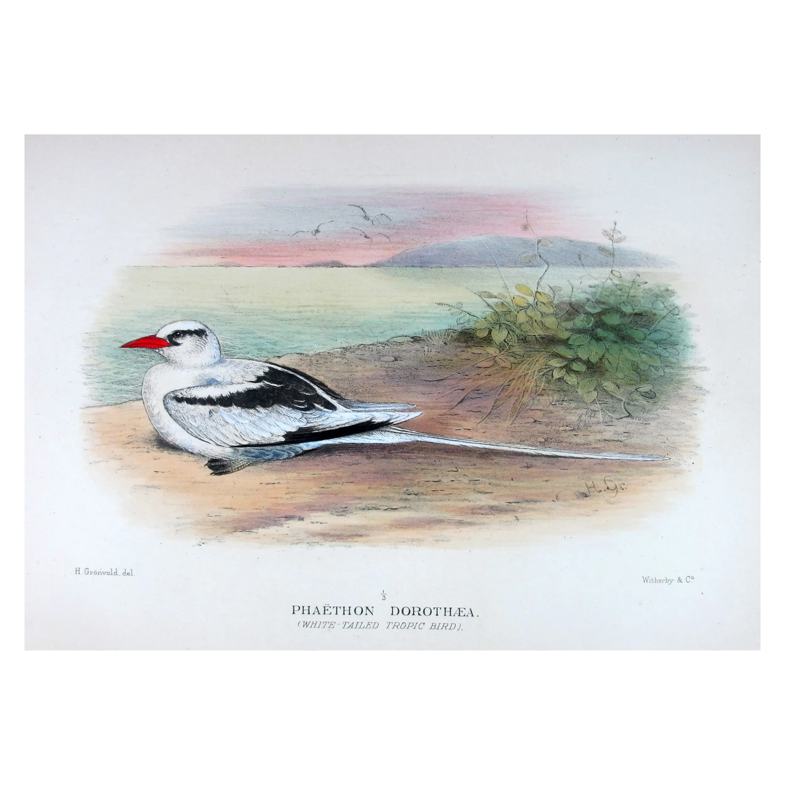 White-Tailed Tropic Bird – Henrik Grönvold – The Birds of Australia