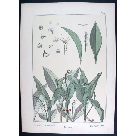 Art Nouveau Print –  Eugène Grasset  –  Lily of the Valley