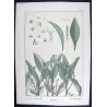 Eugène Grasset - Lily of the Valley (Plate 37), Original Lithograph from La Plante (1896)