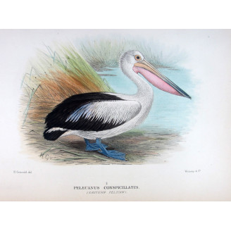 Eastern Pelican – Henrik Grönvold – The Birds of Australia