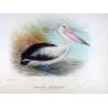 Eastern Pelican (*Pelecanus conspicillatus*) – Original lithograph by Henrik Grönvold, Mathews (1910–27)