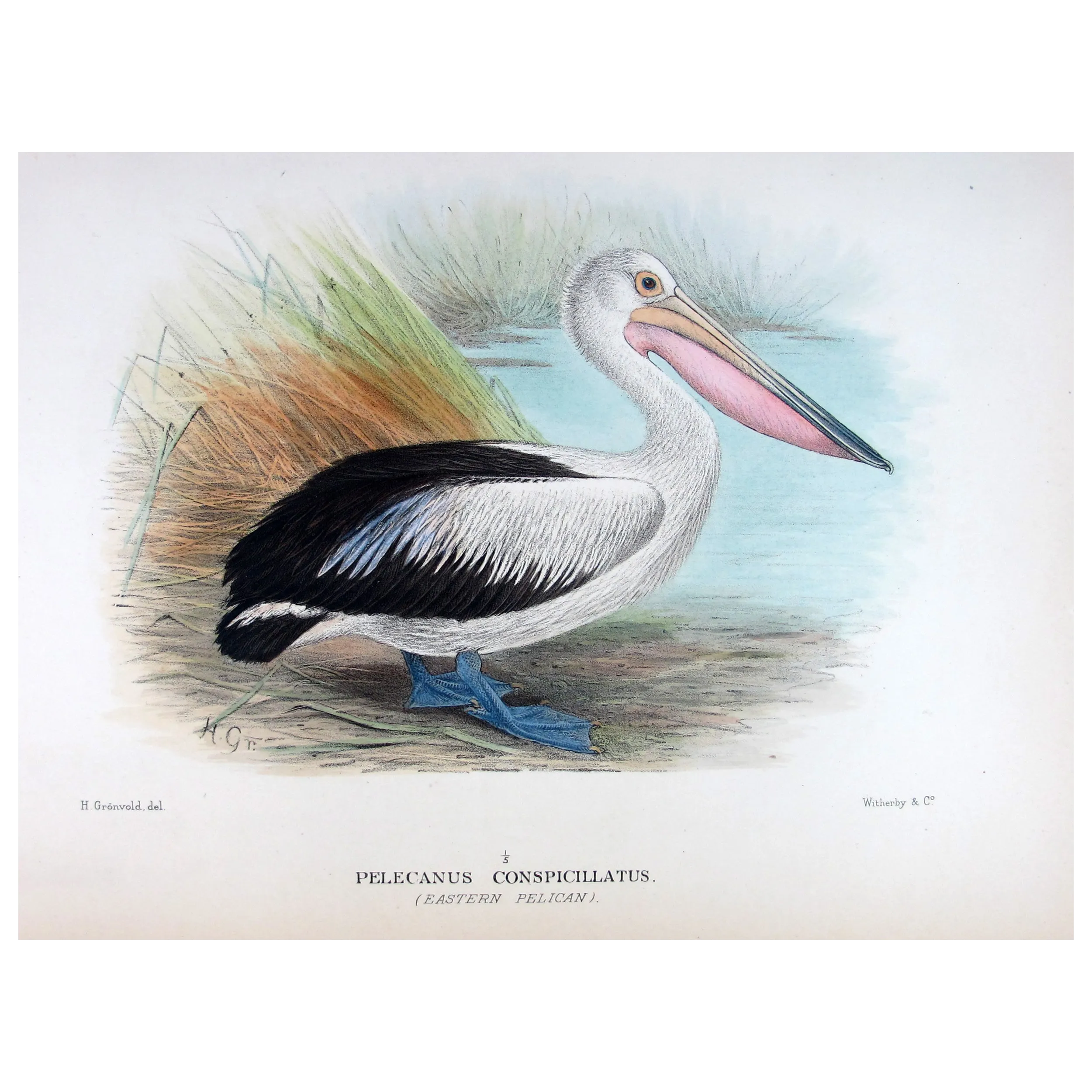 Eastern Pelican – Henrik Grönvold – The Birds of Australia