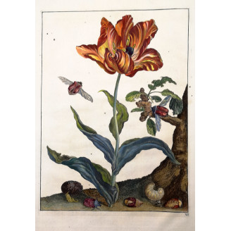 Jacob L'Admiral Rose Chafer Beetle upon Tulip