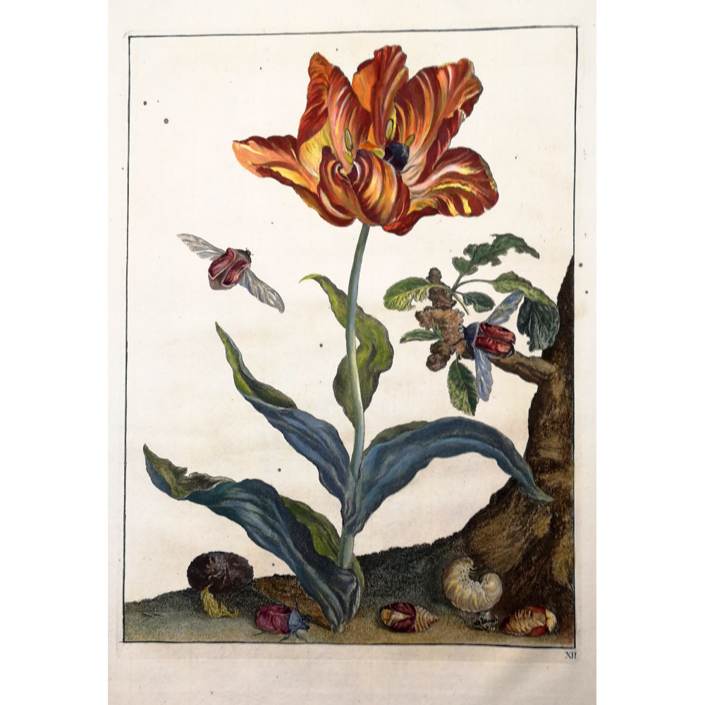 Jacob L'Admiral Rose Chafer Beetle upon Tulip Jacob L'Admiral Rose Chafer Beetle upon Tulip