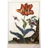 Rose Chafern (*Cetonia Aurata*) on Tulip (*Tulipa*) – Original hand-colored engraving by Jacob L’Admiral (1774)