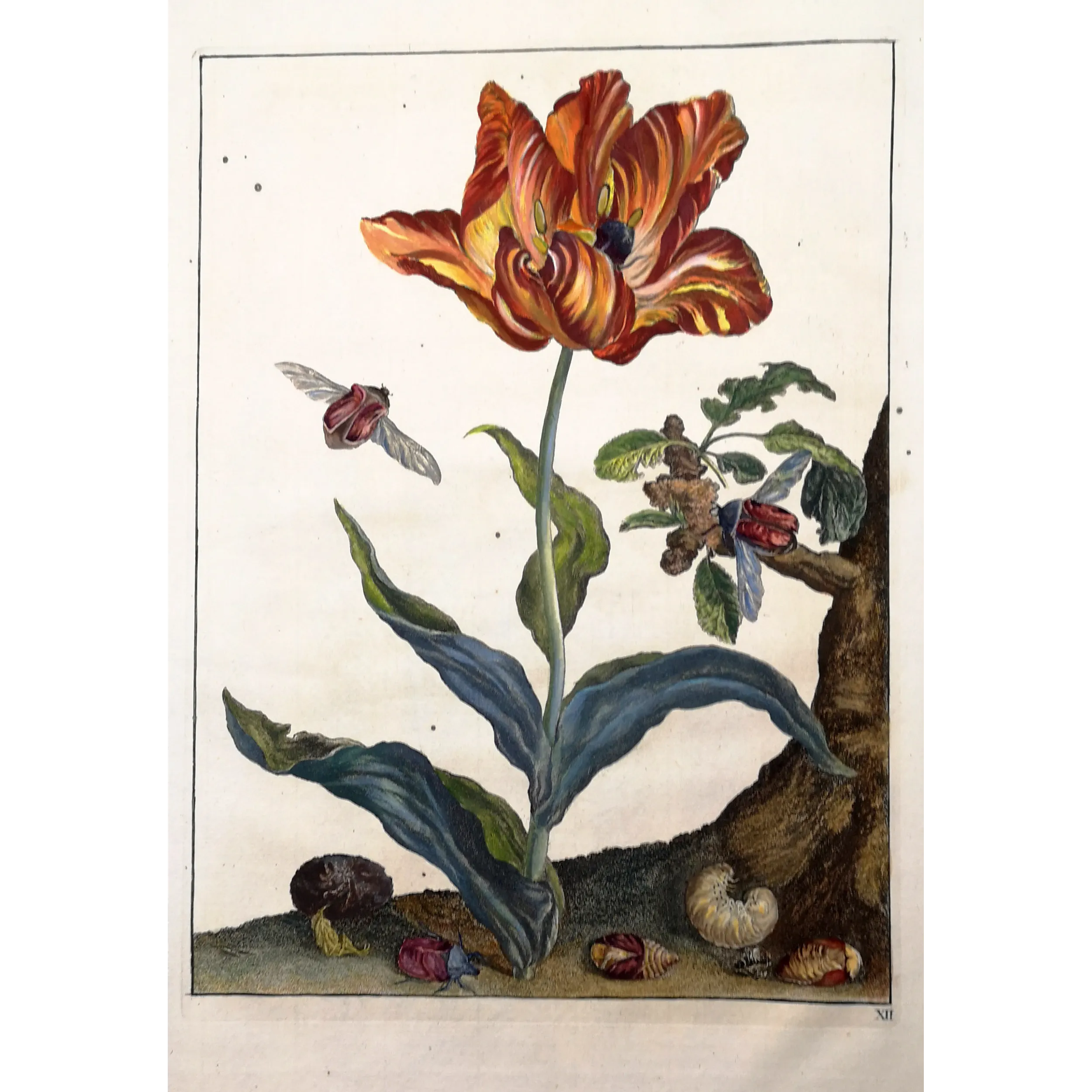 Antique Print by Jacob L’Admiral – Rose Chafern (Cetonia Aurata)