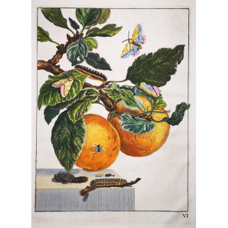 Jacob L’Admiral – Lymantria dispar  on Malus