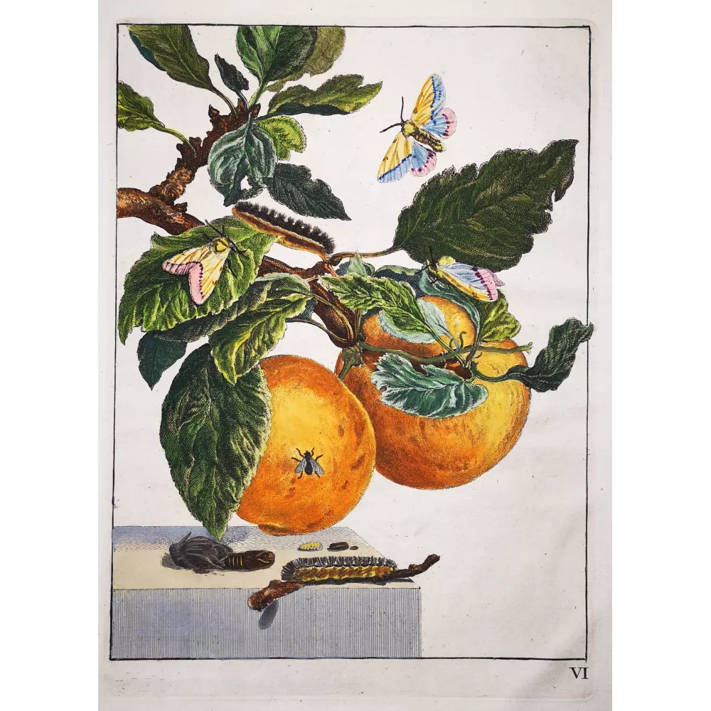 Jacob L’Admiral – Lymantria dispar  on Malus