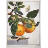 Gypsy Moth (*Lymantria dispar*) on Apple Tree (*Malus*) – Original hand-colored engraving by Jacob L’Admiral (1774)