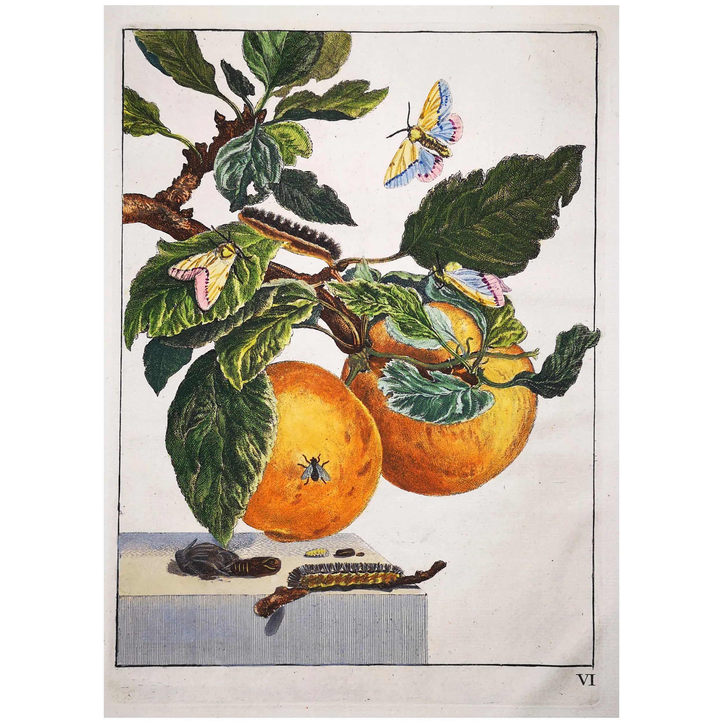 Antique Print by Jacob L’Admiral – Gypsy Moth (Lymantria dispar)