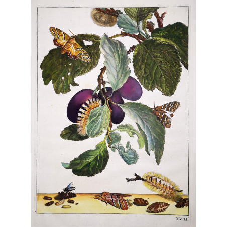 Jacob L’Admiral – Nannoarctia  Tripartita on Prunus domestica