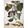 Tripartite Tiger Moth (*Nannoarctia tripartita*) on Plum (*Prunus domestica*) – Original h/c engraving by Jacob L’Admiral (1774)