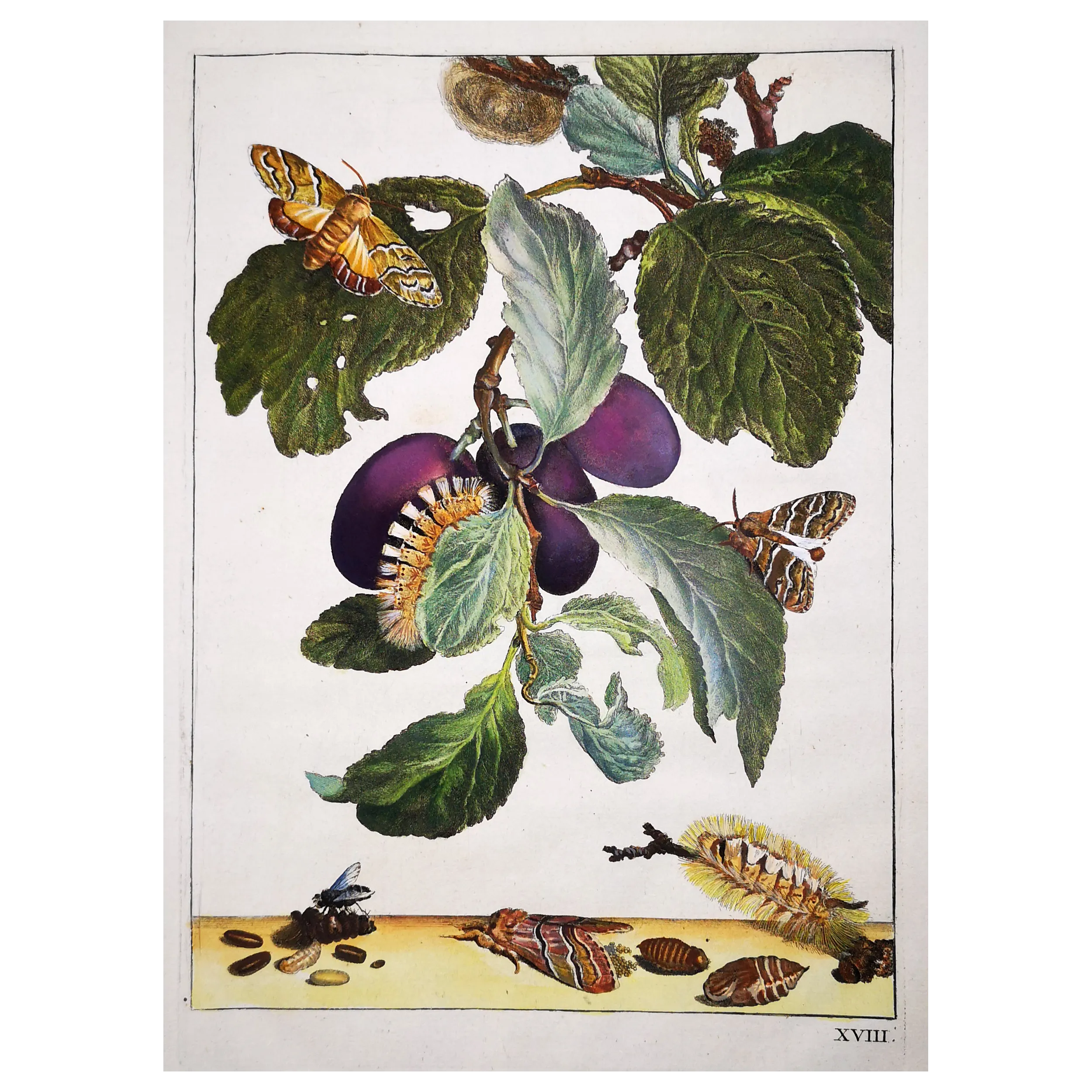Antique Print by Jacob L’Admiral – Tripartite Tiger Moth (Nannoarctia tripartita)