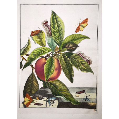 Jacob L’Admiral – Polia Nebulosa on Prunus Persica