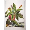 Grey Dagger Moth (*Polia nebulosa*) on Peach (*Prunus persica*) – Original hand-colored engraving by Jacob L’Admiral (1774)