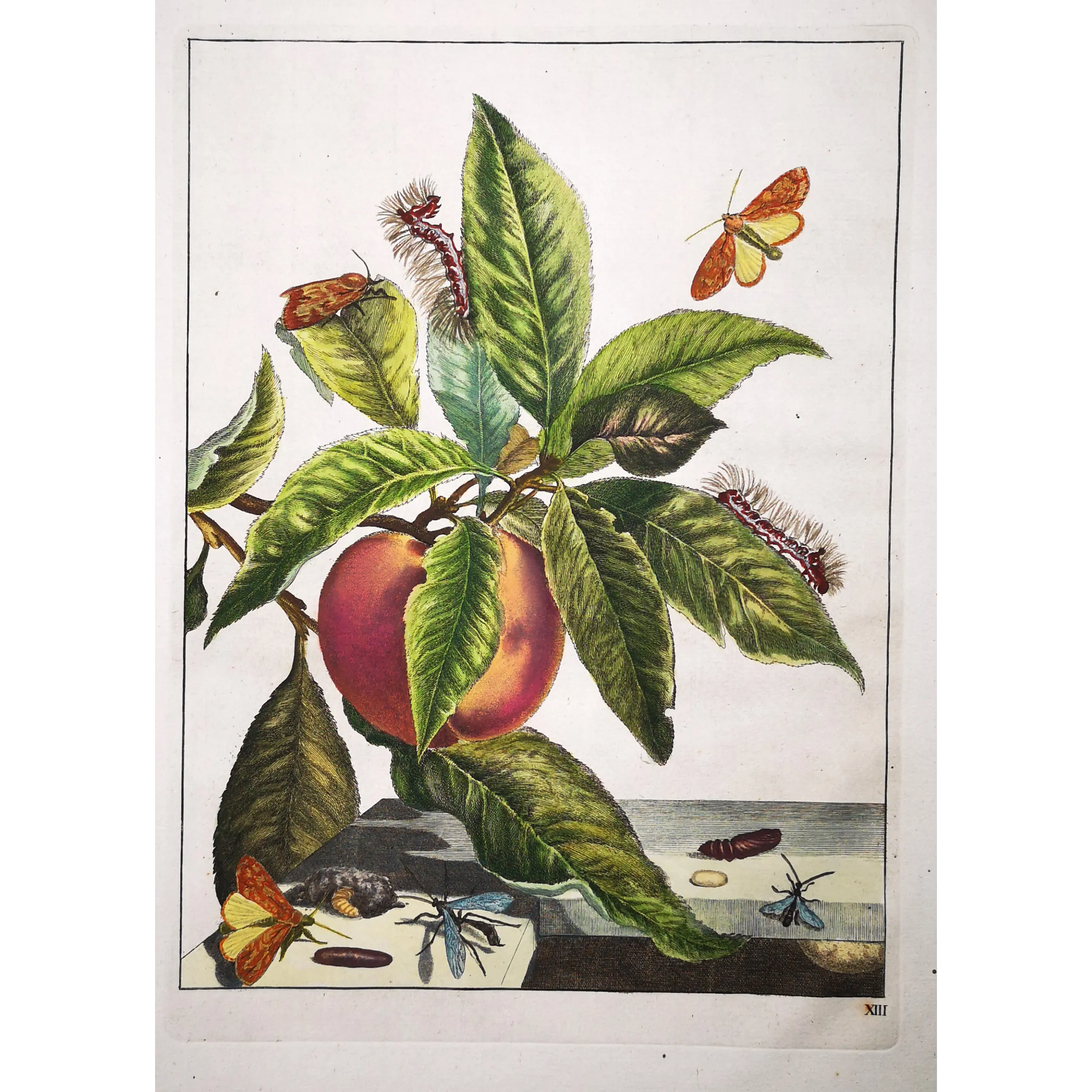 Antique Entomology Print – Jacob L’Admiral – Grey Dagger Moth