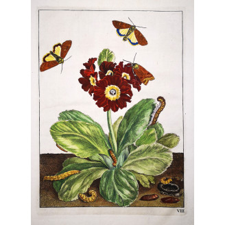 Jacob L’Admiral – Agrotis Ipsilon on Auriculas