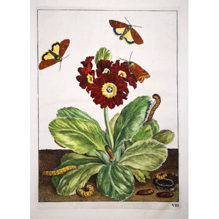 Jacob L’Admiral – Agrotis Ipsilon on Auriculas