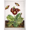 Dark Sword-grass Moth (*Agrotis ipsilon*) on Cowslip (*Primula Auricula*) – Original hand-colored engr.  J. L’Admiral (1774)
