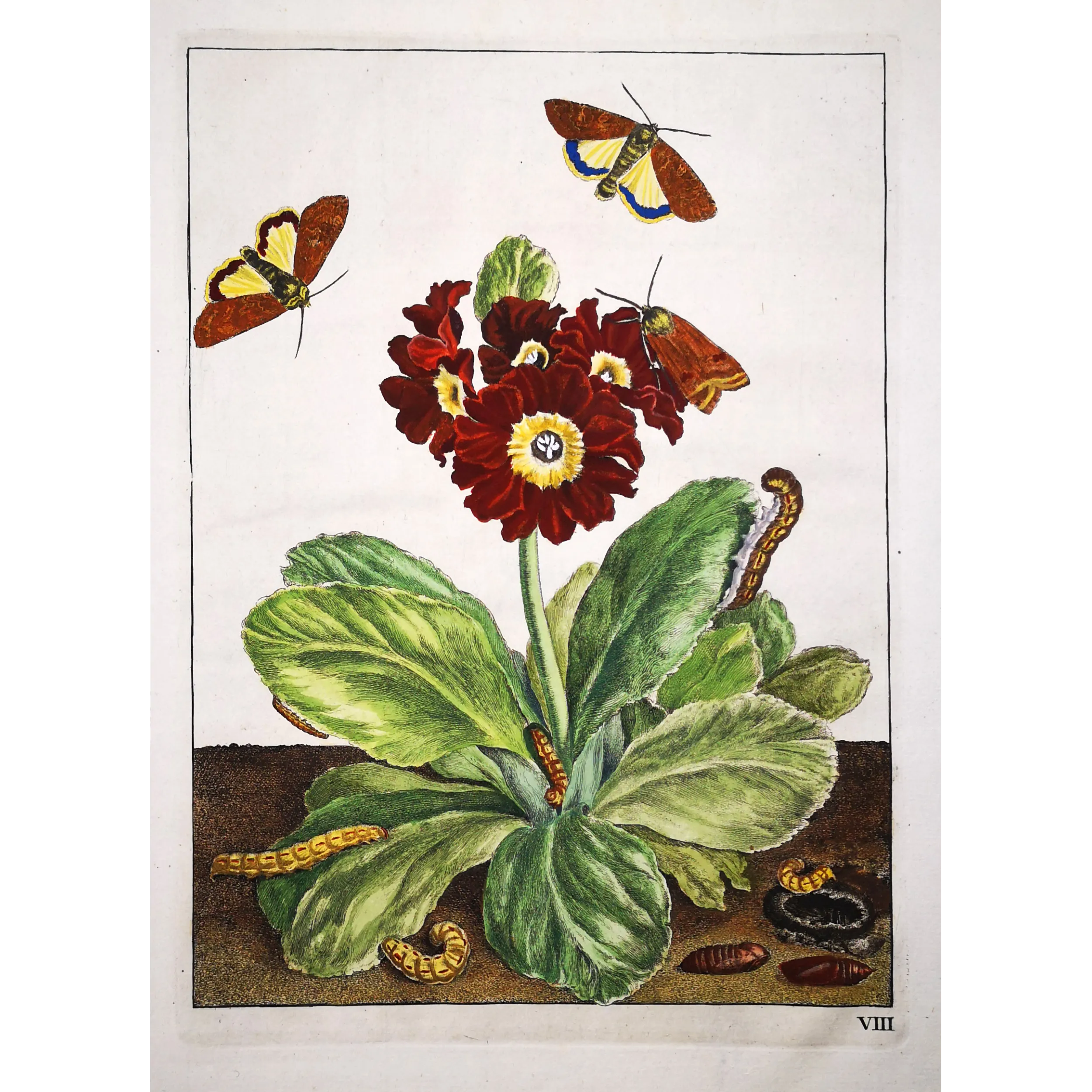 Antique Entomology Print – Jacob L’Admiral – Dark Sword-grass Moth