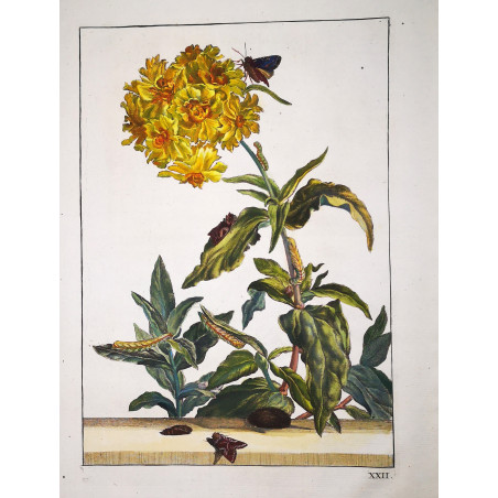 Jacob L’Admiral – Sasunaga oenistis on Lychnis Chalcedonica
