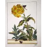 Oenistis Moth (*Sasunaga oenistis*) on Maltese Cross (*Lychnis chalcedonica*) – Original h/c engraving by Jacob L’Admiral (1774)