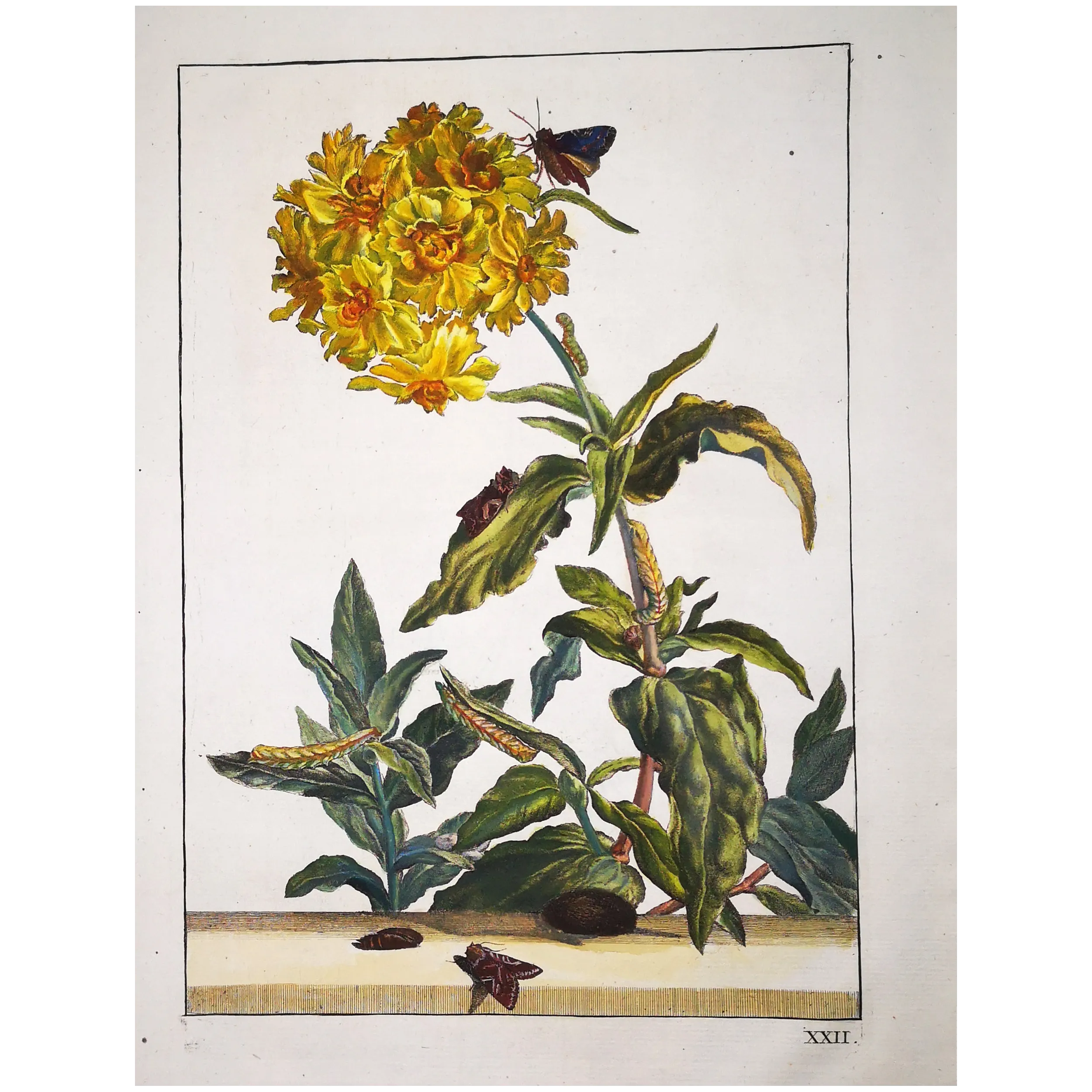 Antique Entomology Print – Jacob L’Admiral – Oenistis Moth