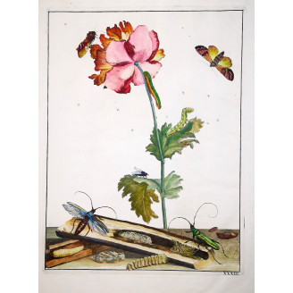 Jacob L’Admiral – Aromia Bungii on Tulipa