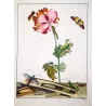Bungii Beetle (*Aromia bungii*) on Tulip (*Tulipa*) – Original hand-colored engraving by Jacob L’Admiral (1774)