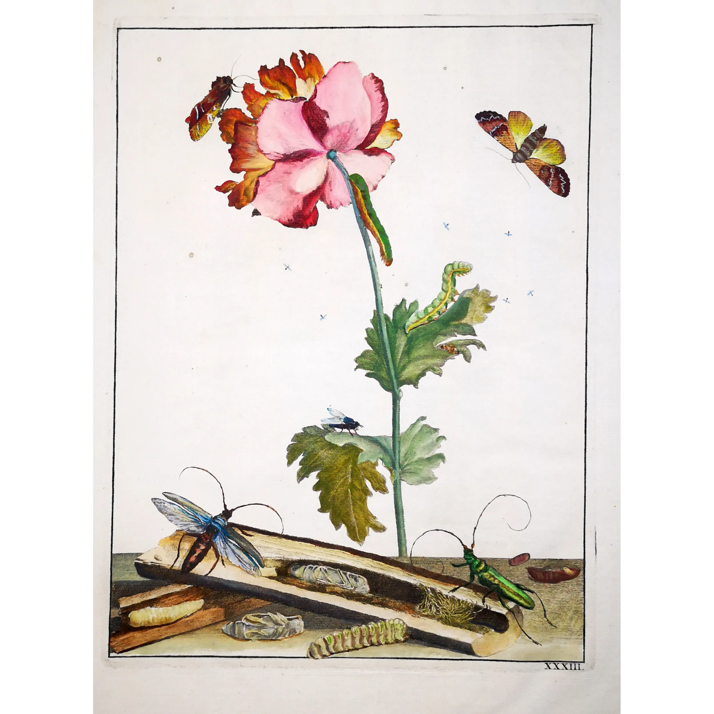 Antique Entomology Print – Jacob L’Admiral – Bungii Beetle