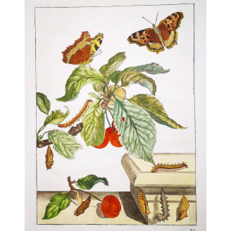 Jacob L’Admiral – Nymphalis Polychloros on Prunus avium