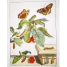 Large Tortoiseshell (*Nymphalis polychloros*) on Sweet Cherry (*Prunus avium*) – Original hand-color engr by J. L’Admiral (1774)