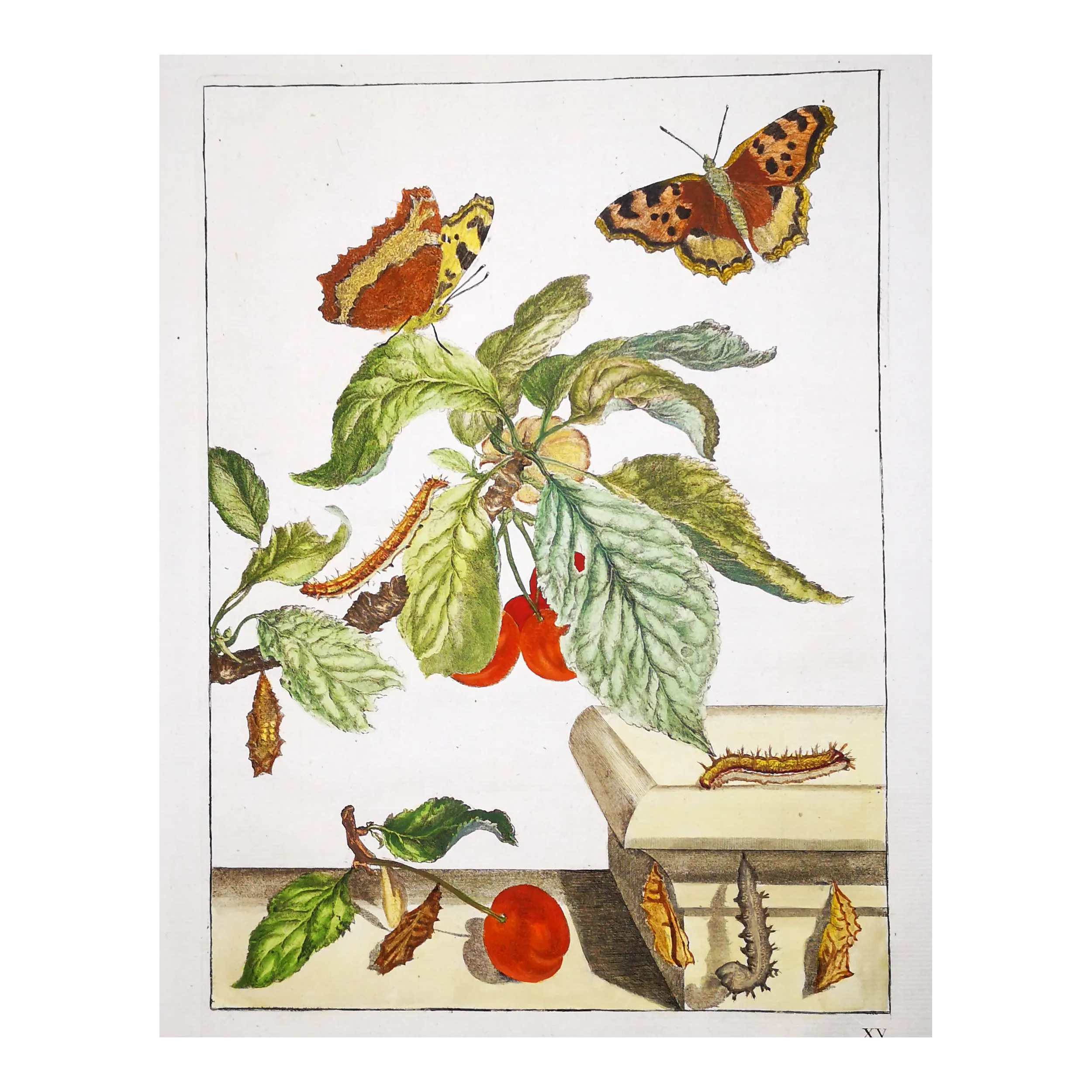 Antique Entomology Print – Jacob L’Admiral – Large Tortoiseshell