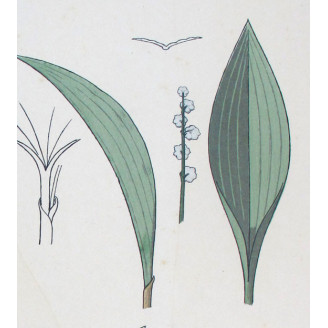 Lily of the Valley – Eugène Grasset (1896) | Botanical Art Nouveau Print
