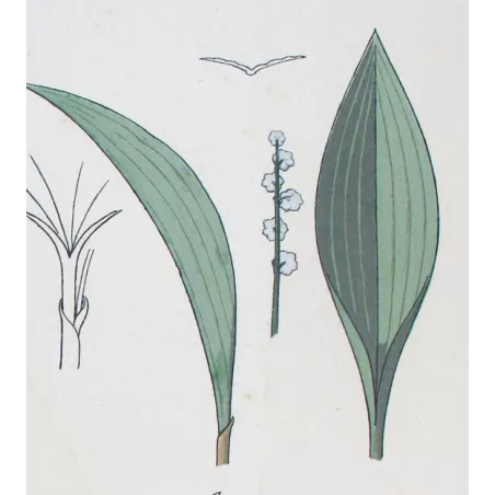 Art Nouveau Print –  Eugène Grasset  –  Lily of the Valley