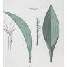 Eugène Grasset - Lily of the Valley (Plate 37), Original Lithograph from La Plante (1896)