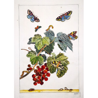 Jacob L’Admiral – Abraxas grossulariata on Ribes