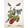 Magpie Moth (*Abraxas grossulariata*) on Currant (*Ribes*) – Original hand-colored engraving by Jacob L’Admiral (1774)