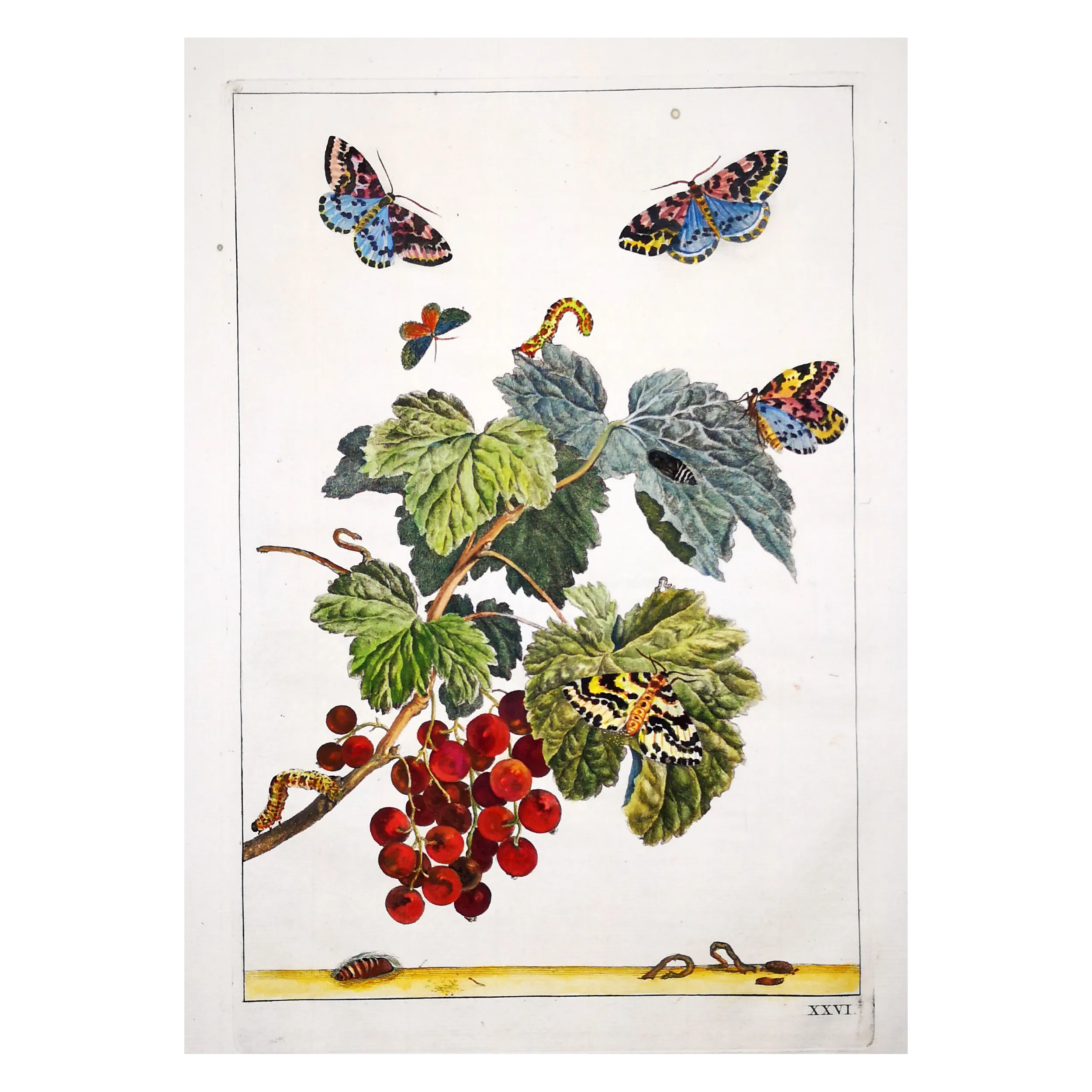 Antique Entomology Print – Jacob L’Admiral – Magpie Moth
