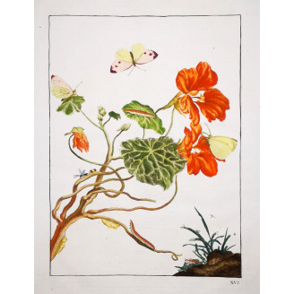 Pieris brassicae on Tropaeolum majus – Hand-colored engraving by Jacob L’Admiral (1774)